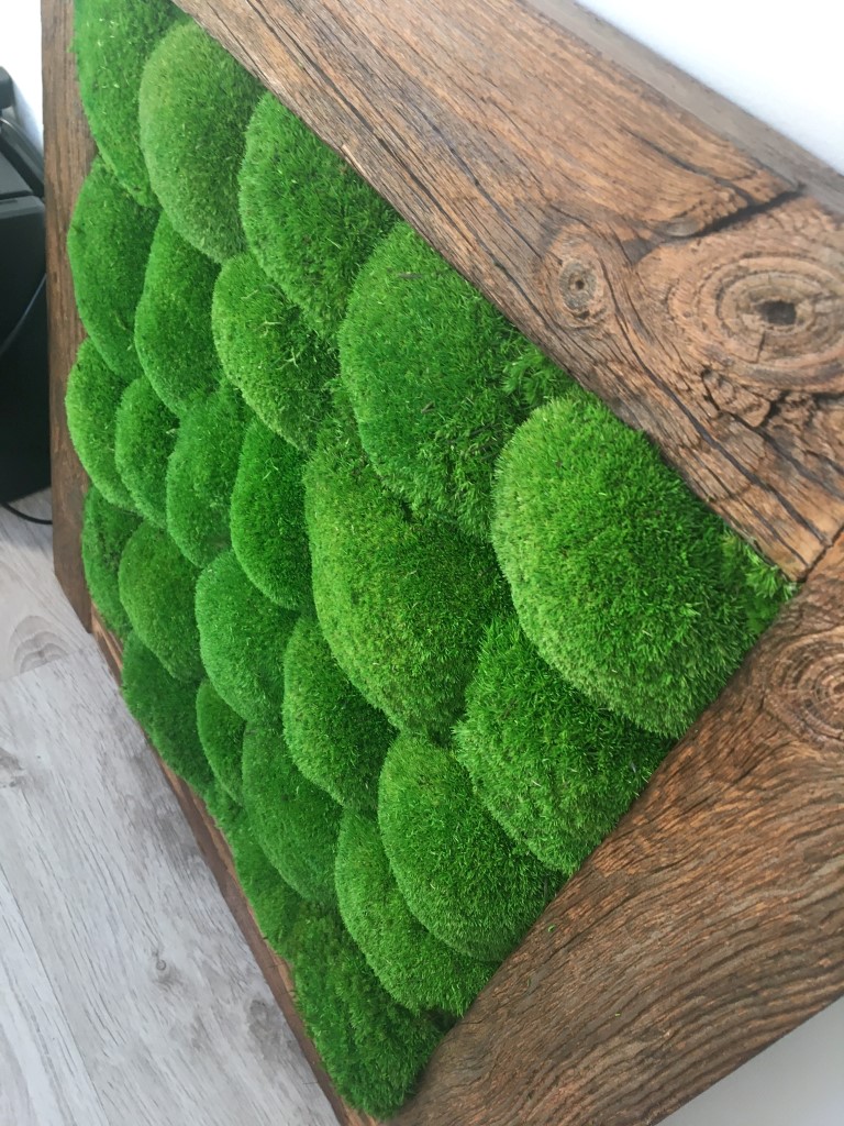 Preserved Ball Moss Green, Pillow Bun Moss, Stabilized Pole Decorative  Natural Cushion Bulk Wall Art - Terrarium Creations